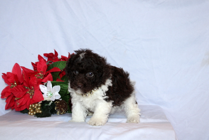 puppy, for, sale, Toy Poodle, Matthew B. Stoltzfus, dog, breeder, Gap, PA, dog-breeder, puppy-for-sale, forsale, nearby, find, puppyfind, locator, puppylocator, aca